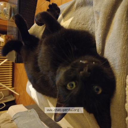 Foto 1/1 Baron Chat perdido en Aulnoye aymeries