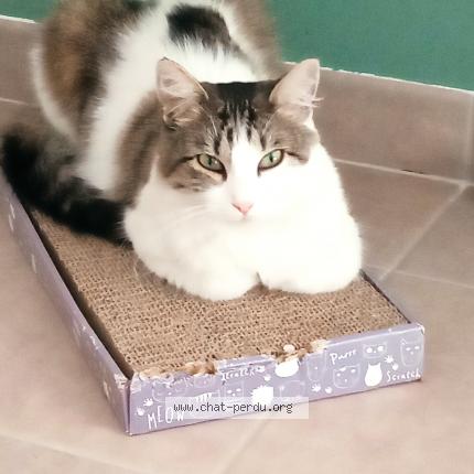 Foto 1/1 Ursuline Chat perdido en Mensignac