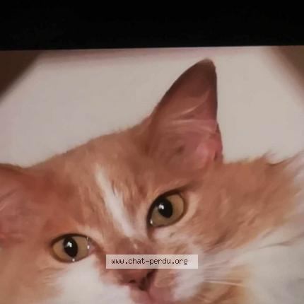 Foto 1/1 Harry Chat perdido en Plescop