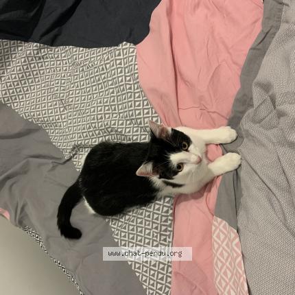 Foto 1/1 Tika Chat perdido en Duisans