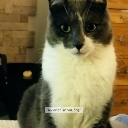 Foto 1/1 Chaplin Chat perdido en Balma