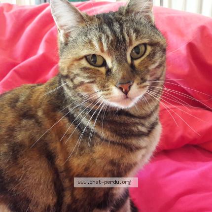 Foto 1/1 Gaia Chat perdido en Les assions payzac