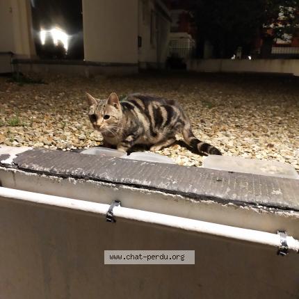 Foto 1/1 Gato encontrado Encontrado en Paris