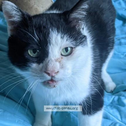 Foto 1/1 Chocolat Chat perdido en Nimes