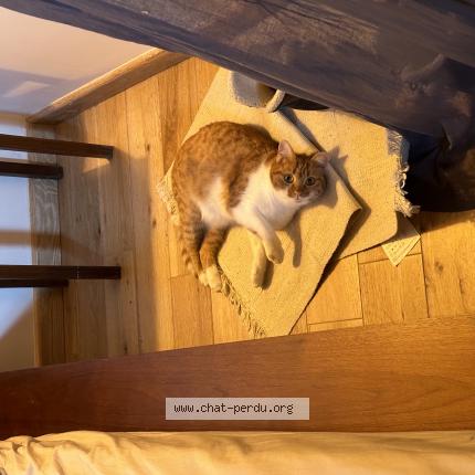 Foto 1/1 Lila Chat perdido en Tourves