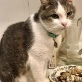 Foto del gato perdido en Nantes