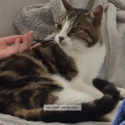 Foto 1/1 Crumble Chat perdido en Rochessauve