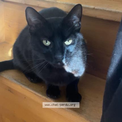 Foto 1/1 Scar Chat perdido en Cherbourg en cotentin