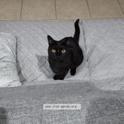 Foto 1/1 UMA Chat perdido en Saint quentin de baron