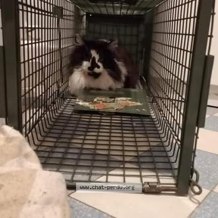 Foto 1/1 Gato encontrado Encontrado en Oullins