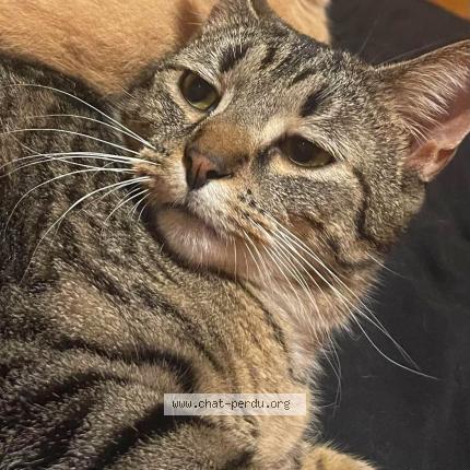 Foto 1/1 Gato encontrado Perdido en Le montat