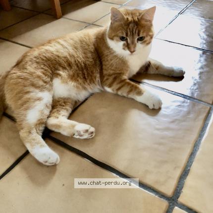 Foto 1/1 Caramel Chat perdido en Seux