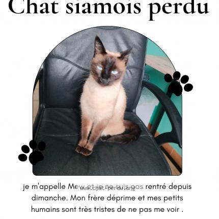 Foto 1/1 Mew Chat perdido en Aubagne