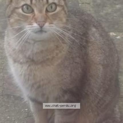 Foto 1/2 Brownies Chat perdido en Epinal 88000