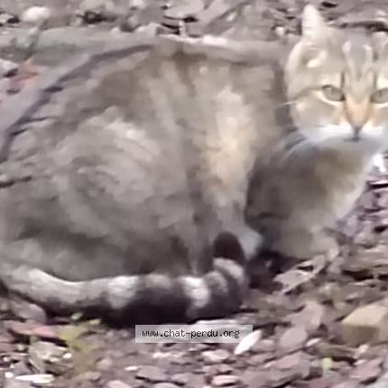 Foto 2/2 Brownies Chat perdido en Epinal 88000