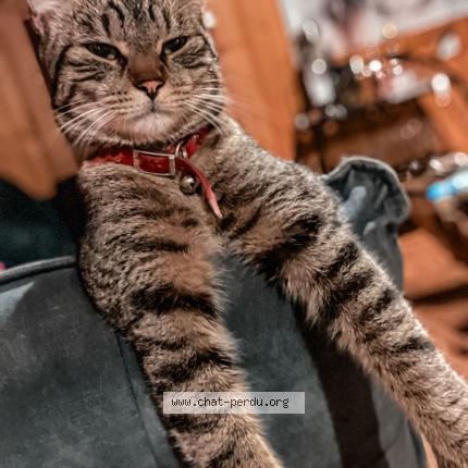 Foto 1/1 mckellar queennie Chat perdido en Chamonix mont blanc