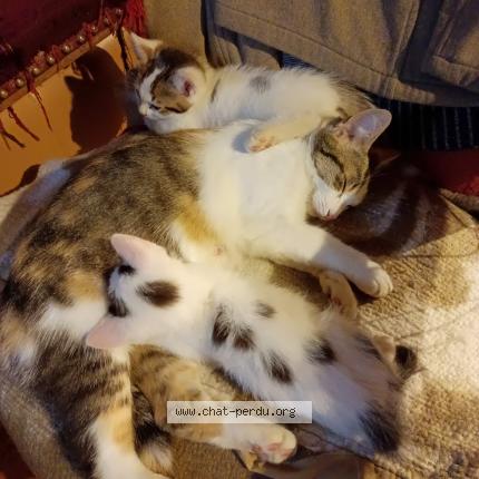 Foto 1/1 Toulouse Chat perdido en Avesse