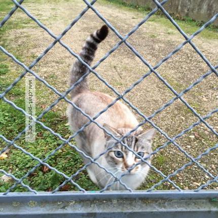 Foto 1/1 Gato encontrado Encontrado en Saint jean de la ruelle