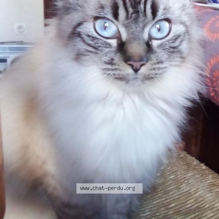 Foto 1/1 Maïa Chat perdido en Villeneuve