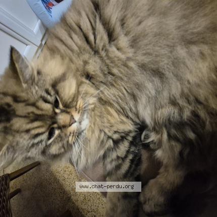 Foto 1/1 REBEL Chat perdido en Montpont en bresse