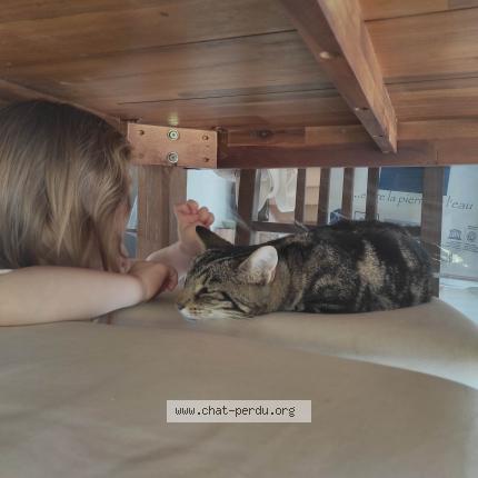 Foto 1/1 Nouméa Chat perdido en Saint germain des pres