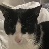 Foto del gato perdido en Chateaubernard