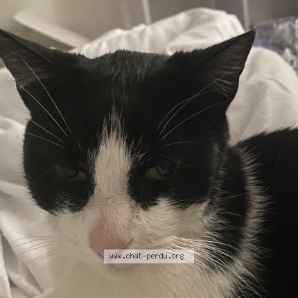 Foto 1/1 Gato encontrado Perdido en Chateaubernard