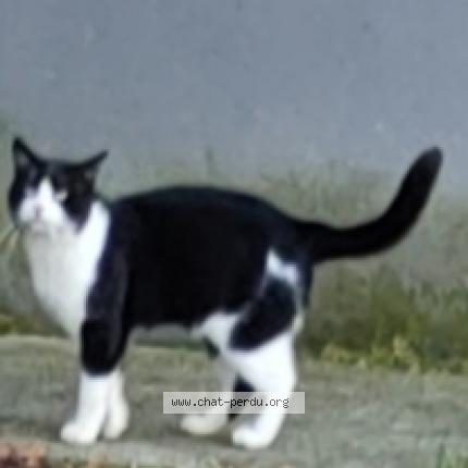 Foto 1/1 Gato encontrado Encontrado en Montauban
