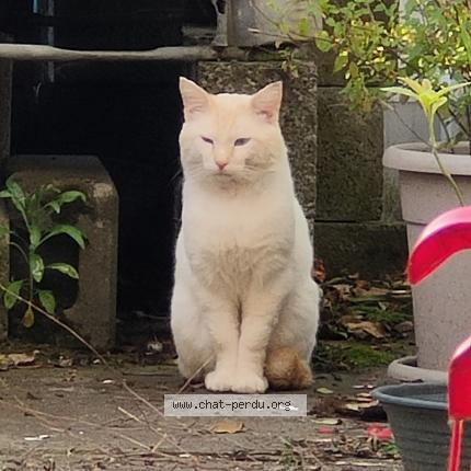 Foto 1/1 Gato encontrado Encontrado en Perenchies