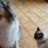 Foto del gato perdido en Angers