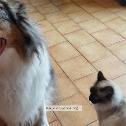 Foto 1/2 Moon Chat perdido en Angers