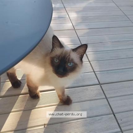 Foto 2/2 Moon Chat perdido en Angers