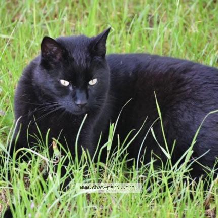 Foto 1/1 APPLE Chat perdido en Saint michel de rieffret