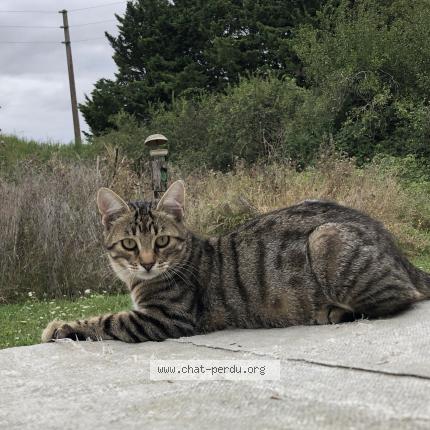 Foto 1/1 Gato encontrado Perdido en Le bardon
