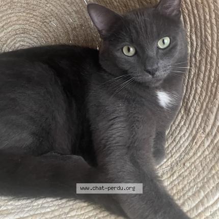 Foto 1/1 Cesar Chat perdido en Tourcoing