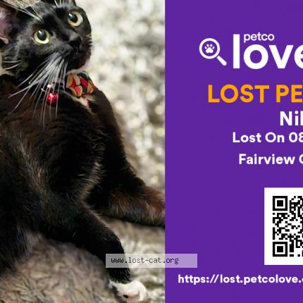 Foto 1/1 Nikki Chat perdido en Fairview oregon