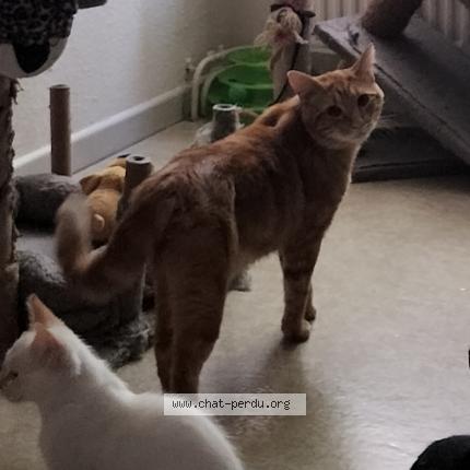 Foto 1/1 Patoche Chat perdido en Vesoul