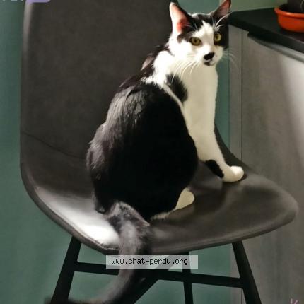 Foto 1/1 Teddy Chat perdido en Molsheim