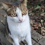 Foto del gato perdido en Verrieres En Anjou