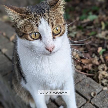 Foto 1/1 Root Chat perdido en Verrieres en anjou