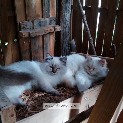 Foto 1/1 Tiami Chat perdido en Balagny 60300