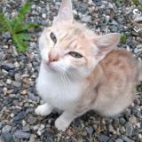 Foto del gato perdido en Montrejeau