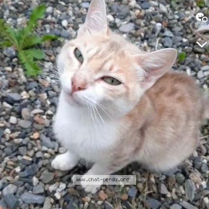 Foto 1/1 Crevette Chat perdido en Montrejeau