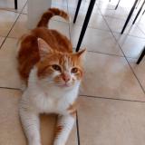 Foto del gato perdido en St Andre De Cubzac