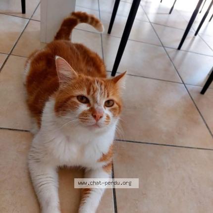 Foto 1/1 Gato encontrado Perdido en St andre de cubzac