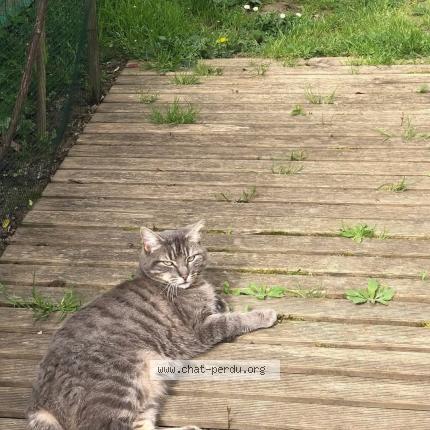 Foto 1/1 Paloma Chat perdido en St andre de cubzac