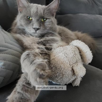 Foto 1/1 Minou Chat perdido en La chapelle launay