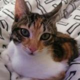 Foto de un gato reunido en Cape Town