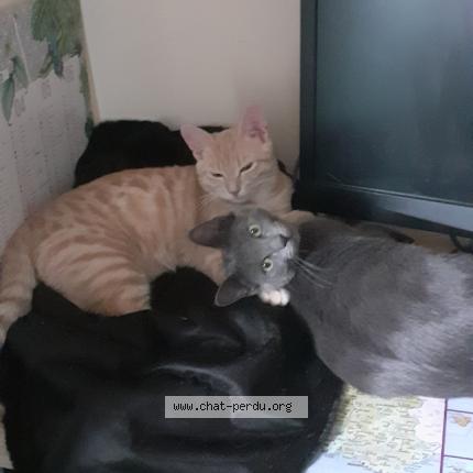 Foto 1/2 SAMATA Chat perdido en Belleville en beaujolais