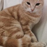 Foto del gato perdido en Coursac